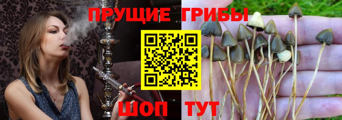 Галлюциногенные грибы Cubensis  Вход с VPN  Ртищево  Псилоцибиновые грибы Cubensis 